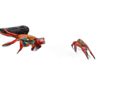 two colorful crabs in flight, one chasing the other on black background, hyper realistic photography  Transparent Background