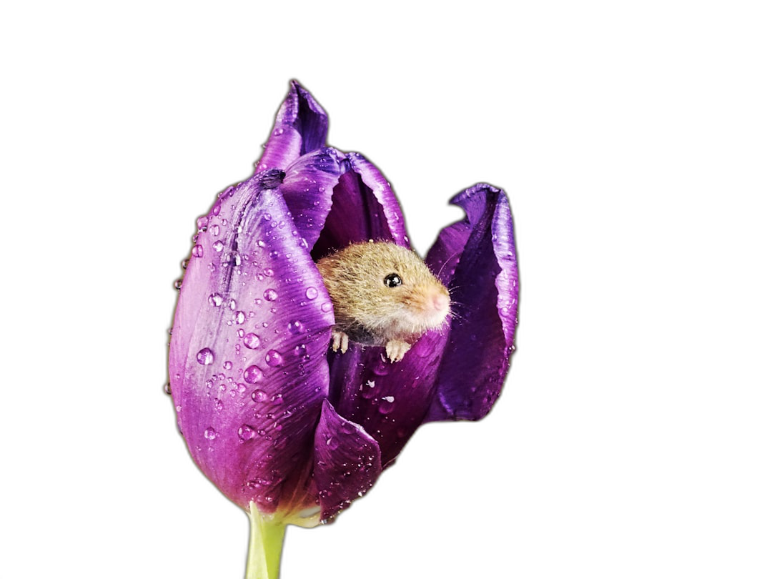 Cute little mouse peeking out of purple tulip, black background, high definition photography, high resolution  Transparent Background