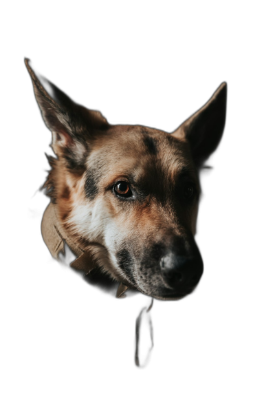 photo of German Shepherd looking at the camera, on a black background, taken from a low angle, in the style of unsplash photography  Transparent Background