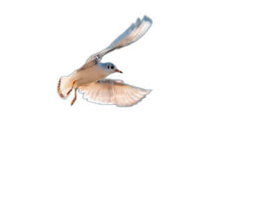 Beautiful bird flying on black background, sharp focus, high resolution digital photography. High quality and highly detailed photo  Transparent Background