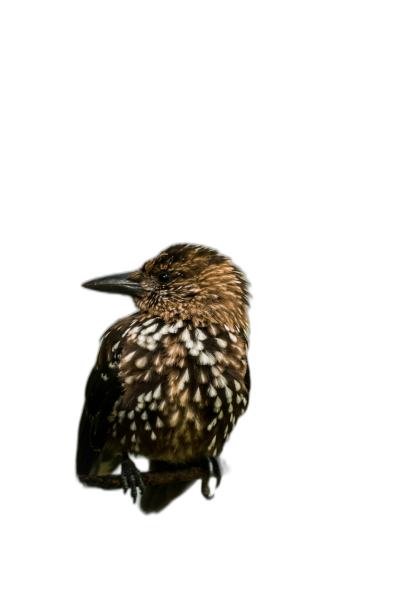 night bird with white dots on its body, isolated against a black background, in a professional photography style, with studio lighting.  Transparent Background