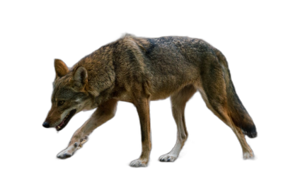 Cearsian red wolf walking on black background, side view, full body shot, photorealistic  Transparent Background