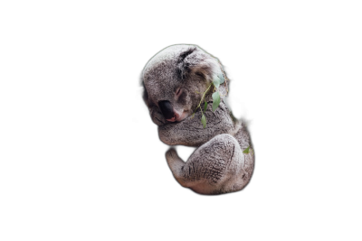 Cute baby koala sleeping, isolated on a black background with a clipping path. A full body portrait of a funny animal in the style of the studio. AI generative artwork, 8k resolution, photorealistic, high resolution full HD wallpaper.  Transparent Background