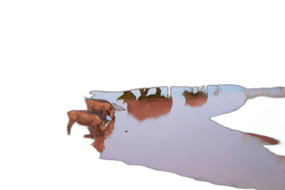 In the style of Tarkovsky, three elephants drink water from an African river in front of their reflections on a black background. Minimalist. No foreground.  Transparent Background