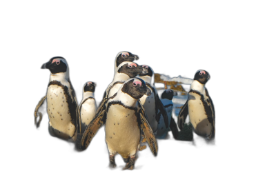 A group of African penguins walking in front of an open car trunk, isolated on a black background with no shadows or reflections. The photograph is in the style of a professional photography, with high resolution and an ultrarealistic digital style.  Transparent Background