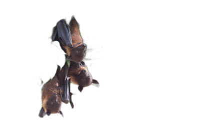 Three flying fox bats hanging upside down on the black background, high definition photography  Transparent Background