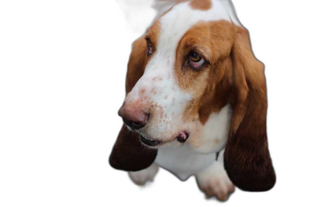 Basset Hound looking up, closeup portrait against a black background in the style of a fisheye lens, lit by natural light with soft tones, depicting elegant movements and friendly eyes and ears.  Transparent Background