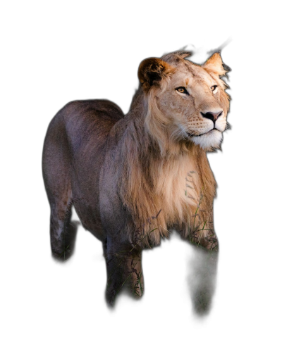 A lion standing in the dark, black background, full body shot, photography style, high definition image quality  Transparent Background