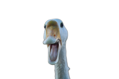 Close up of an angry goose with its mouth open on a black background, a high resolution photographic image, with insanely detailed fine details, a stock photo with professional color grading, in the style of a photographer.  Transparent Background