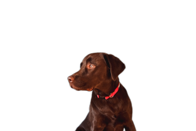 Photorealistic portrait of a chocolate Labrador sitting on a black background with a red collar, looking to the side at an eye level shot. It is a professional studio photography image with studio lighting from above, the isolated subject on a black background follows the rule of thirds composition with a wide angle lens.  Transparent Background