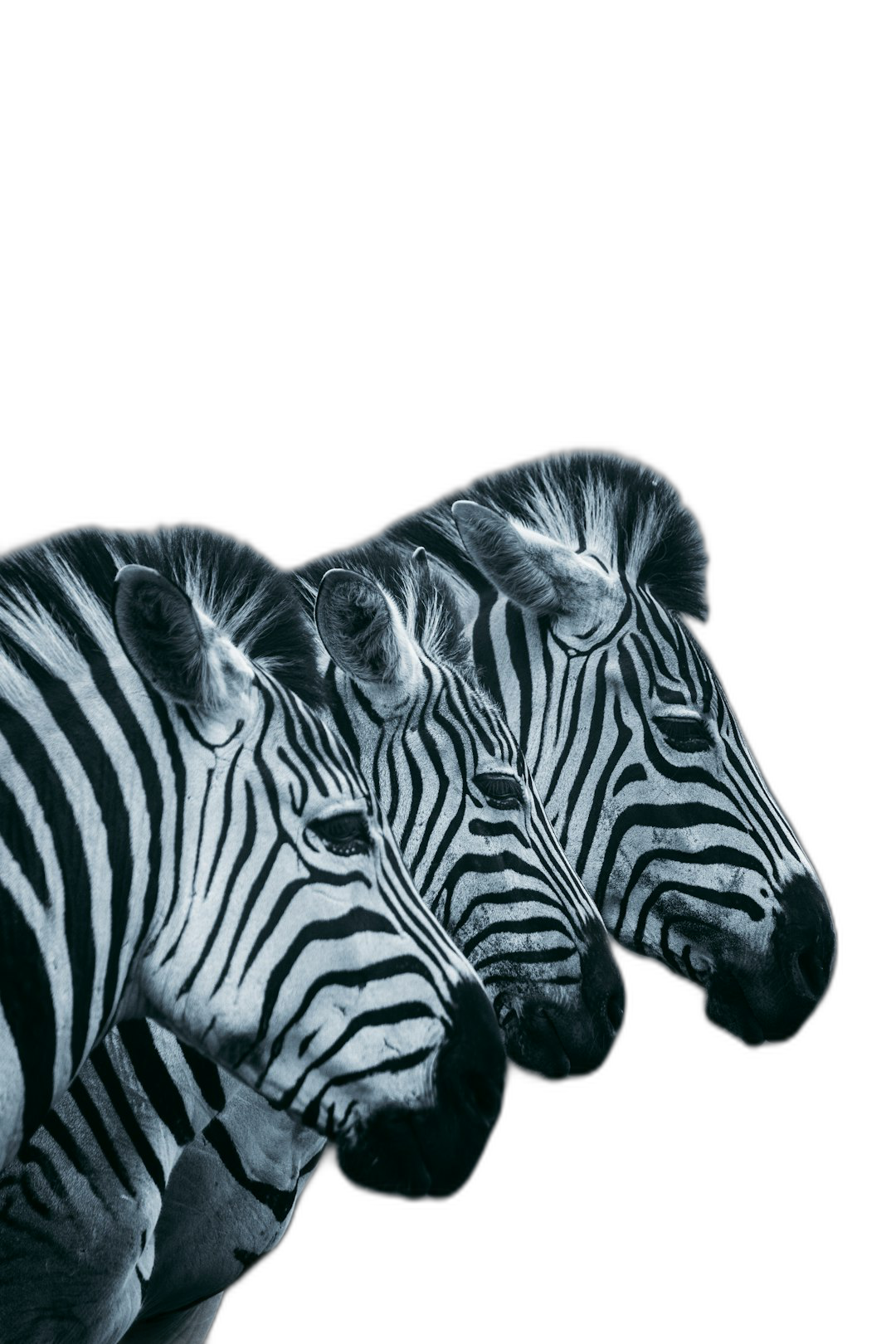 Three zebras in the style of black and white photography, surreal portrait photography, symmetrical arrangement, on isolated dark background, in the style of National Geographic photo, high contrast  Transparent Background