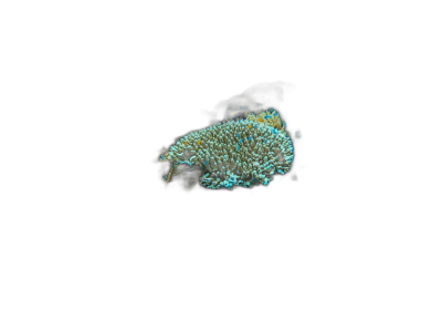 an isolated bioluminescent coral on black background, photo realistic, high resolution photography  Transparent Background