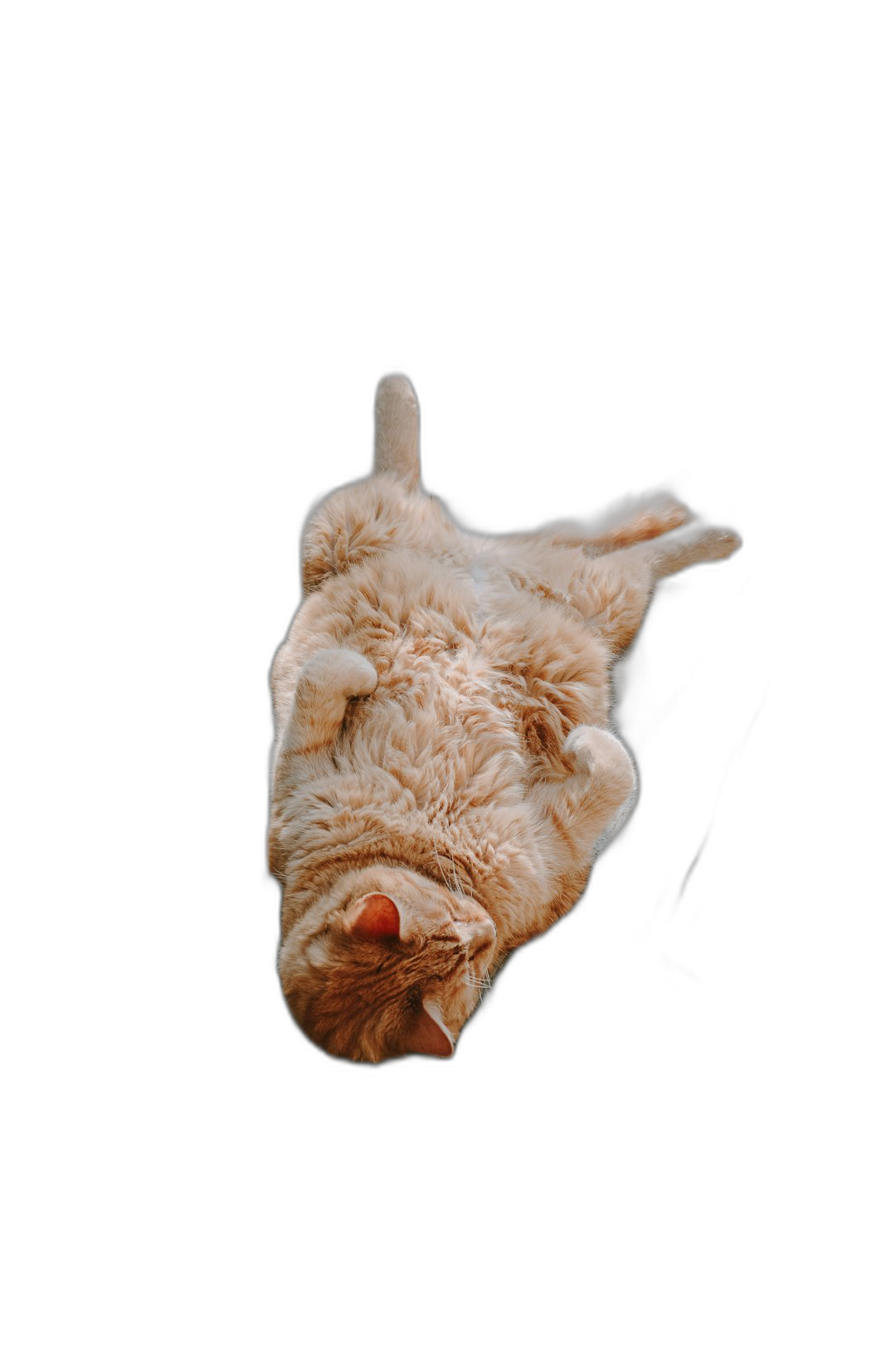 photo of an upside down cat head, from above, looking at the ceiling, with a black background, animal photography, in high definition  Transparent Background