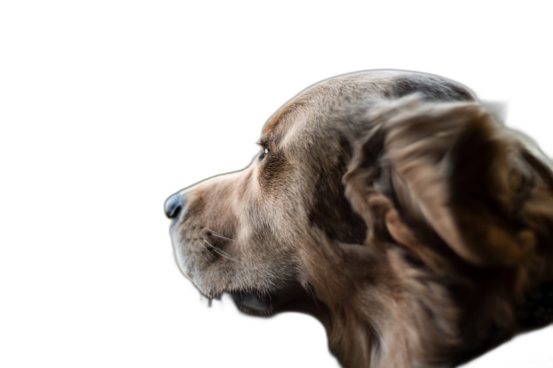 A profile view of an old golden retriever dog looking to the side against a black background with soft lighting in a closeup shot with shallow depth of field, captured in the style of Hasselblad X2D camera in portrait mode.  Transparent Background