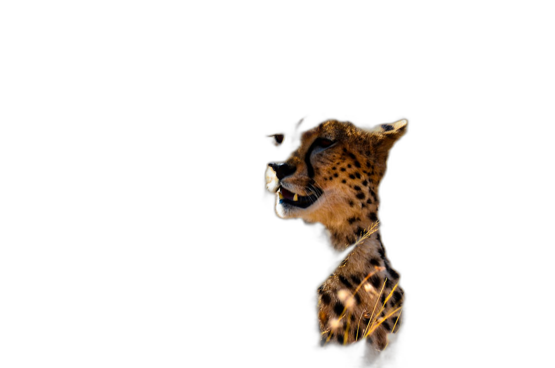 A Cheetah, in the darkness of night, in profile view, on a black background, in the style of high definition photography, hyper realistic, high resolution  Transparent Background