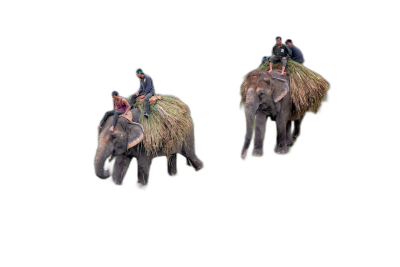 a couple of tiny people riding elephants with rice on their backs, black background, isolated, photorealistic, hyperrealism, top view  Transparent Background