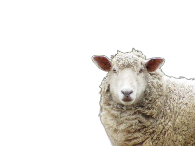 A sheep looking at the camera isolated on black background with clipping path, focus stacking  Transparent Background