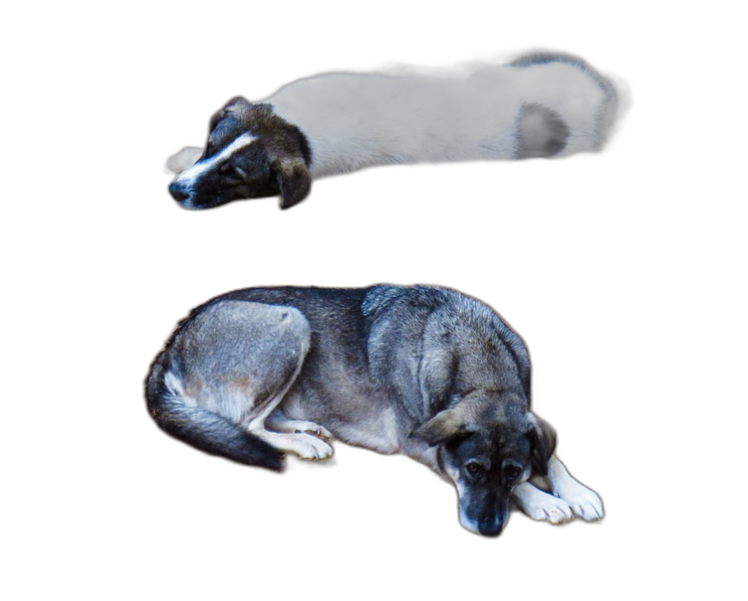 two side by one photo of the same dog sleeping, the top view shows only its head and neck lying on their back with legs straight out in front of them, bottom shot, full body, black background, photorealistic, high resolution photography, insanely detailed, wide angle shot, wide field of view  Transparent Background