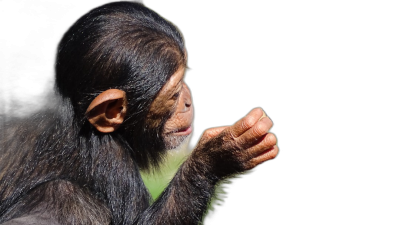 close up of an adult chimpanzee, side profile view, hand in front showing with palm facing forward and fingers together doing the ninja sign, isolated on black background, photo realistic, cinematic lighting, hyper detailed,  Transparent Background