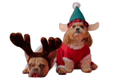 A cute French bulldog and shih tzu in Christmas costumes. The French Bulldog is wearing reindeer antlers on its head while sitting down facing forward with its back to the camera. The Shih Tzu has a green pointy elf hat on top of its head with a red plaid scarf around its neck; they both look so adorable against a black background. It is a full body shot studio photography stock photo.  Transparent Background