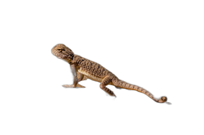 A baby lizard floating in the air on black background, full body shot, wide angle lens, studio light,  Transparent Background