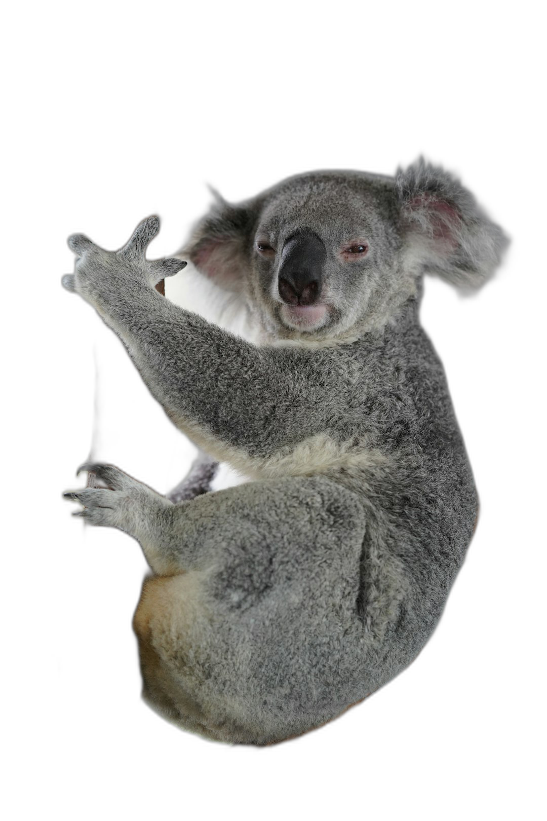 koala in the air, funny pose, isolated on black background, photorealistic, in the style of hyperrealism, full body shot  Transparent Background