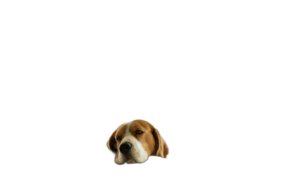 Beagle peeking out from the bottom edge on a pure black background, in a cartoon style, with minimalism, a high quality photo taken with studio lighting, at a high resolution with high detail, in the style of a hyper realistic, photorealistic portrait as a closeup.  Transparent Background