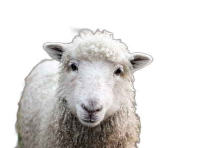 Cute sheep looking at camera isolated on black background, high quality photo  Transparent Background