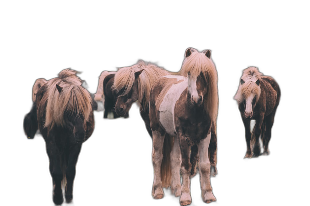 A group of cute horses with long hair on their backs, walking forward against a black background, in the style of photography with real light and shadow effects and high definition details on a clean, pure white background.  Transparent Background