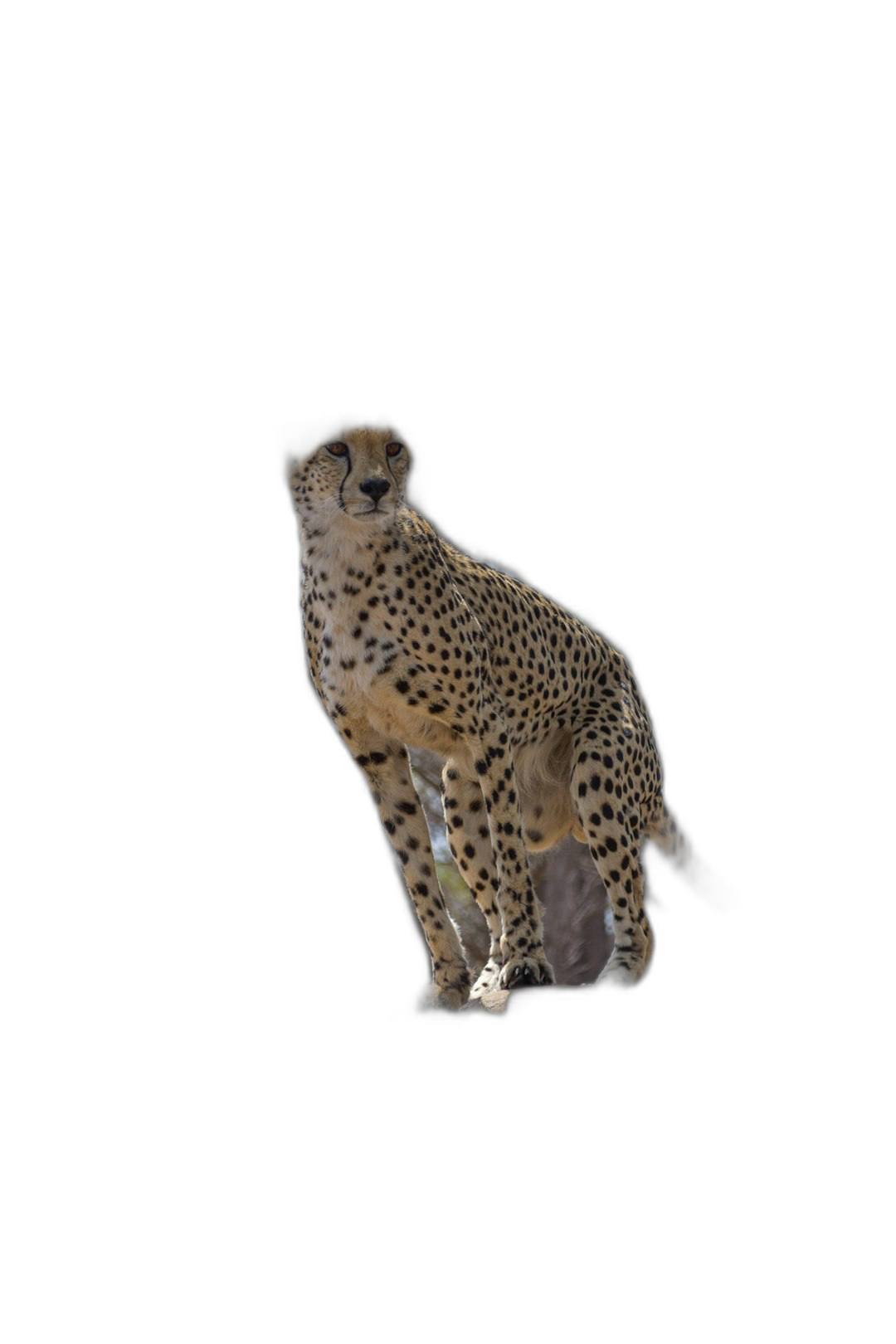 A cheetah standing on its hind legs, isolated on a black background, in the style of photo realistic, hyper detailed, high definition photography, in the style of hyperrealistic, high resolution.  Transparent Background