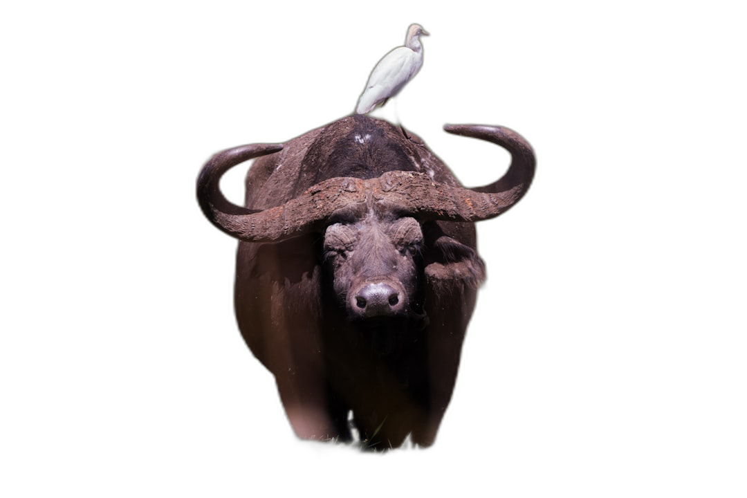 A buffalo with a white bird on its head, black background, in the style of photography, high definition, high resolution, national geographic photo  Transparent Background