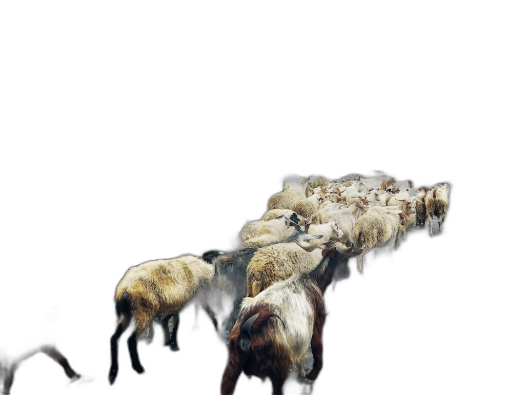 A flock of sheep moving forward against a black background, in a hyper realistic photographic style.  Transparent Background