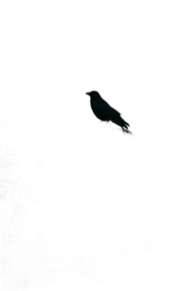 A single white bird silhouette floating in pitch black space, with a minimalist style and negative space. The image is in the style of minimalism.  Transparent Background