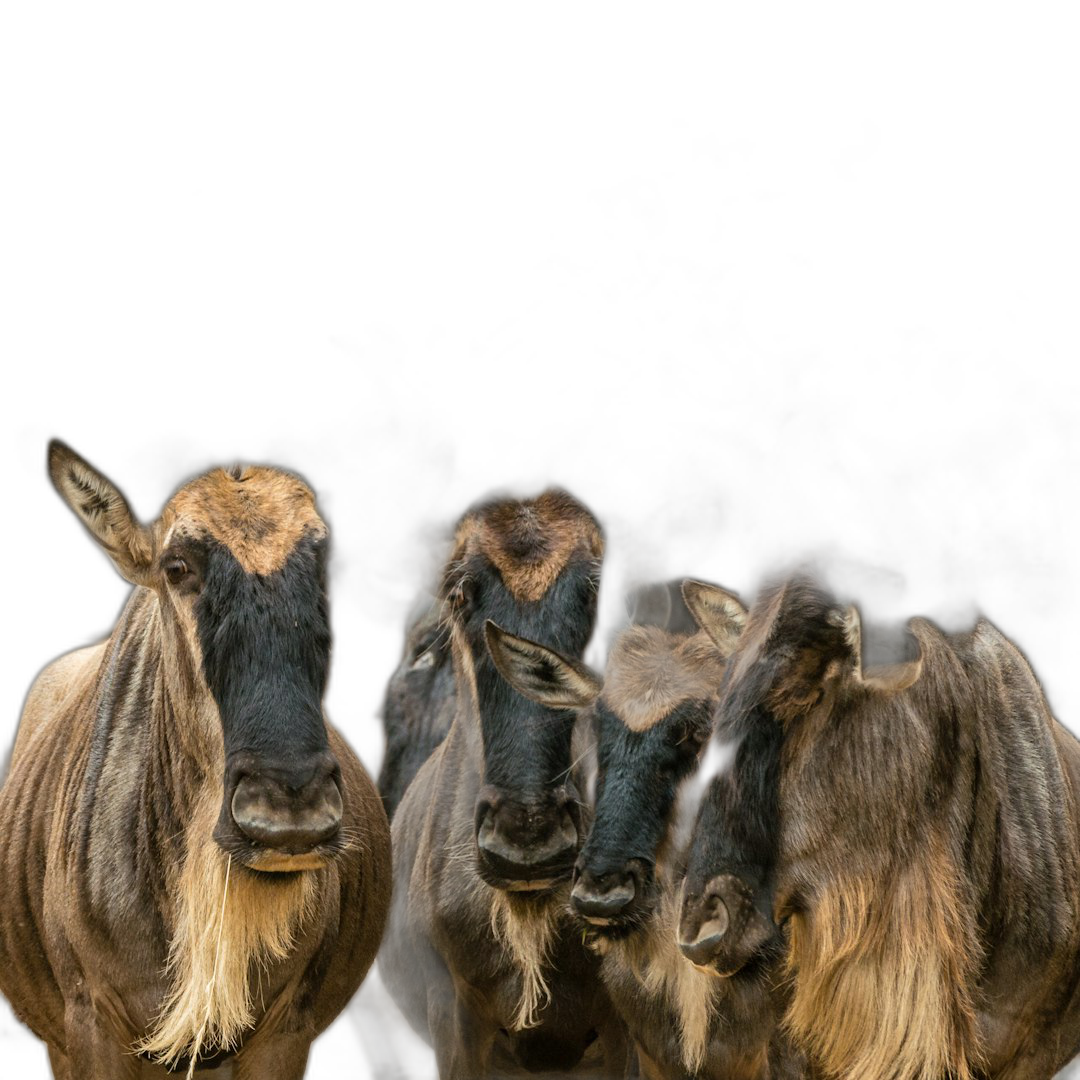 A group of three wildebeest with their heads looking at the camera, isolated on a black background, in a high resolution photograph. Transparent Background