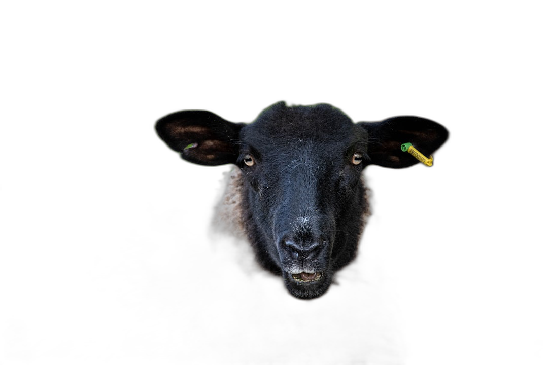 black sheep on black background, looking at camera, green tag in ear, hyper realistic photography  Transparent Background