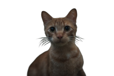 front view of an orange cat with big eyes on black background, full body shot, low angle shot, hyper realistic, detailed skin, cinematic light  Transparent Background