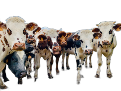 A group of cows with black and white spots on their heads, standing in front of the camera, all facing forward towards us, on an isolated black background. The cows have different colors like brown or dark blue fur, and they appear to be cheerful as if looking at something that lights them up. This is a real photograph taken in the style of a professional photographer. It's a high quality photo with great detail and sharpness.  Transparent Background