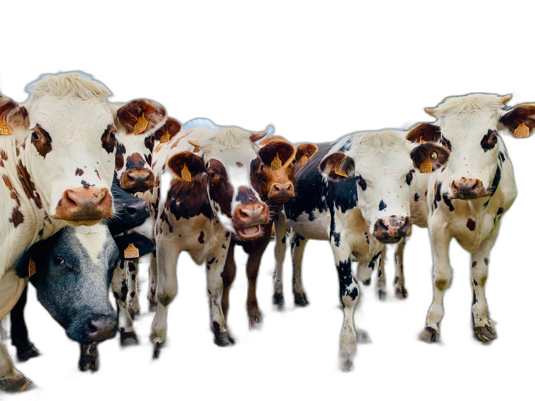 A group of cows with black and white spots on their heads, standing in front of the camera, all facing forward towards us, on an isolated black background. The cows have different colors like brown or dark blue fur, and they appear to be cheerful as if looking at something that lights them up. This is a real photograph taken in the style of a professional photographer. It’s a high quality photo with great detail and sharpness.  Transparent Background