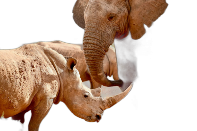 A baby rhino and an elephant standing together on a black background. The animal photography is in high definition and in the style of closeup animal photography.  Transparent Background