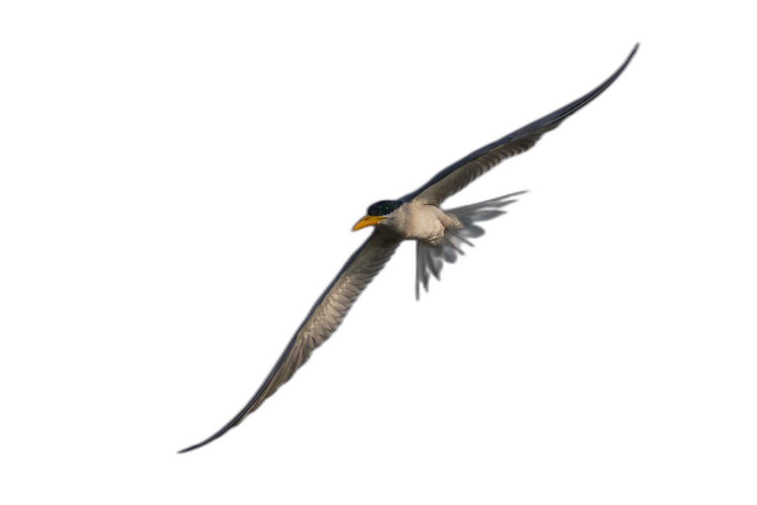 a flying yellowbilled Tern bird, black background, isolated with the dark in high resolution photography  Transparent Background