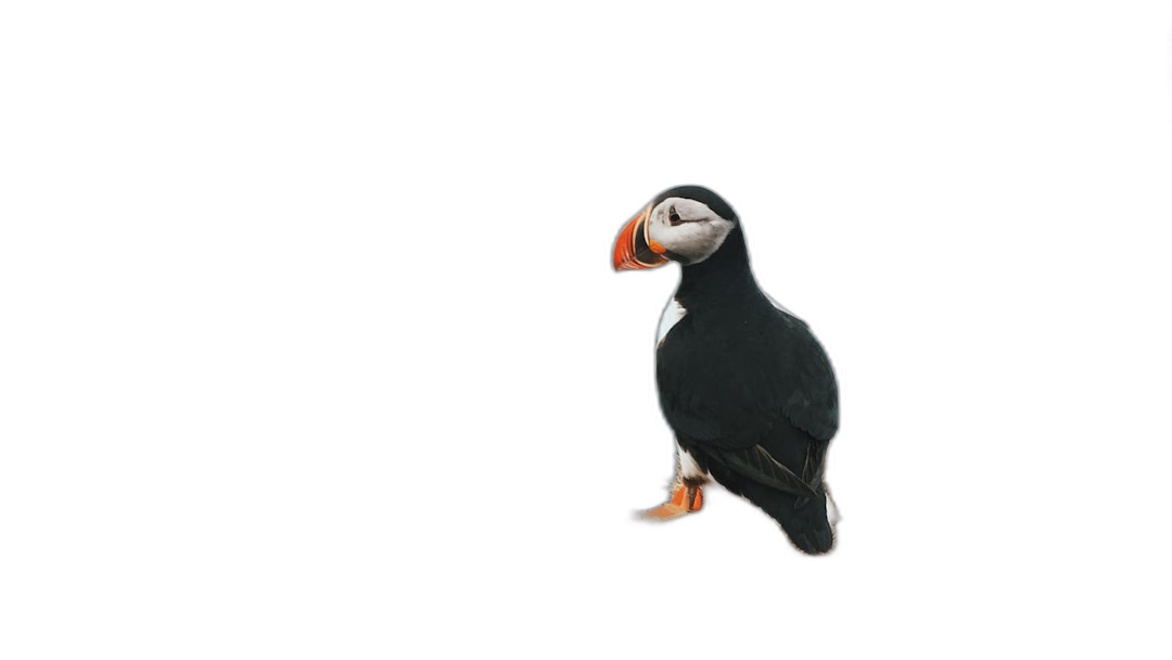 Puffin on a black background, with no shadows or reflection and no apparent light source from the left side of the bird. The entire screen features only one color in a minimalist, studio photo style. The puffin is depicted in a super realistic and super detailed, high resolution style.  Transparent Background