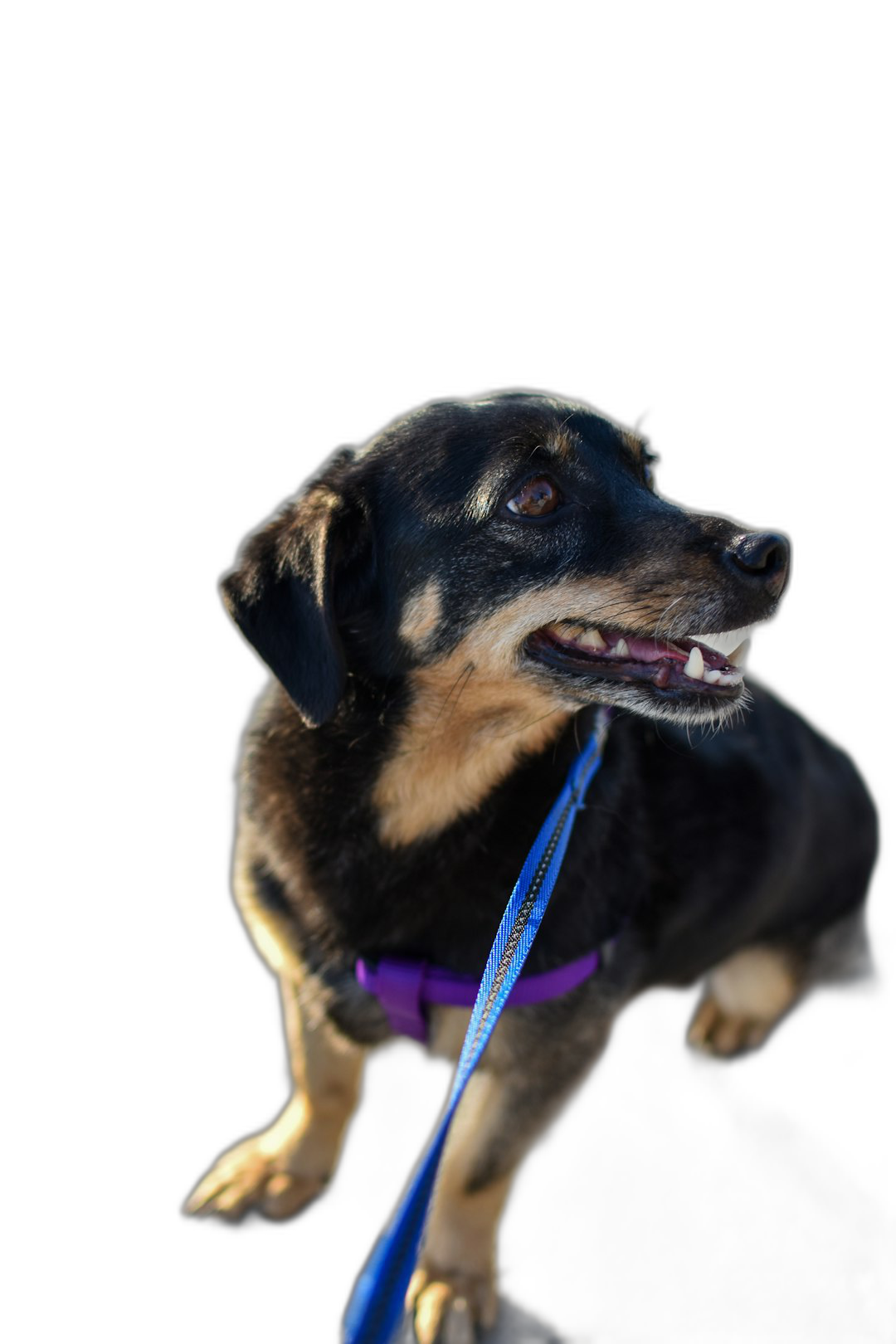 photorealistic portrait of happy dog with blue leash, black background, studio photo shot, low angle perspective,  Transparent Background