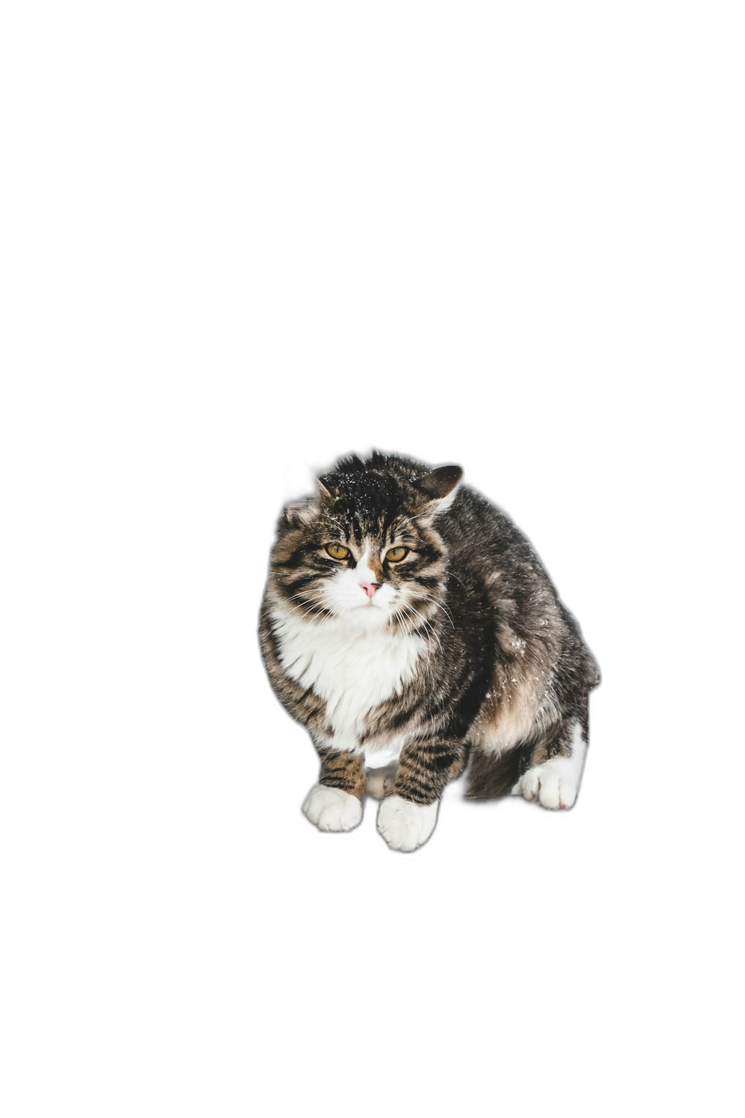 a full body photograph of an obese cat floating in the air, isolated on black background, portrait photo  Transparent Background