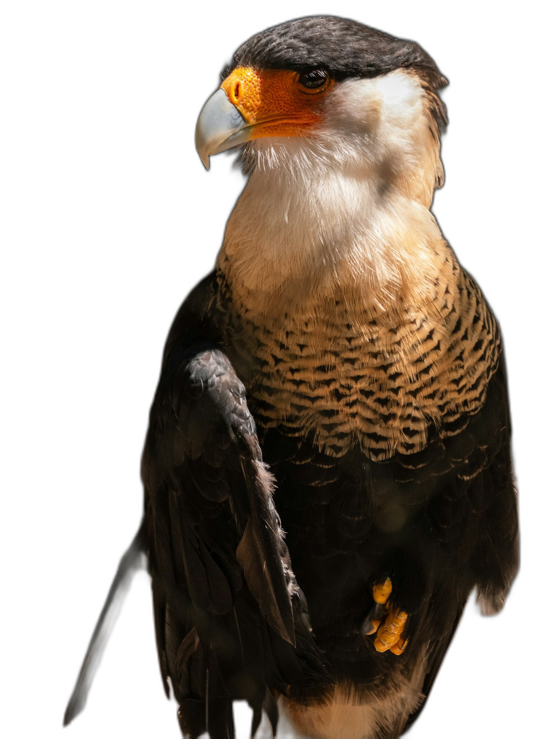 A crested caracara in full body photography against a black background in the style of unknown artist.  Transparent Background