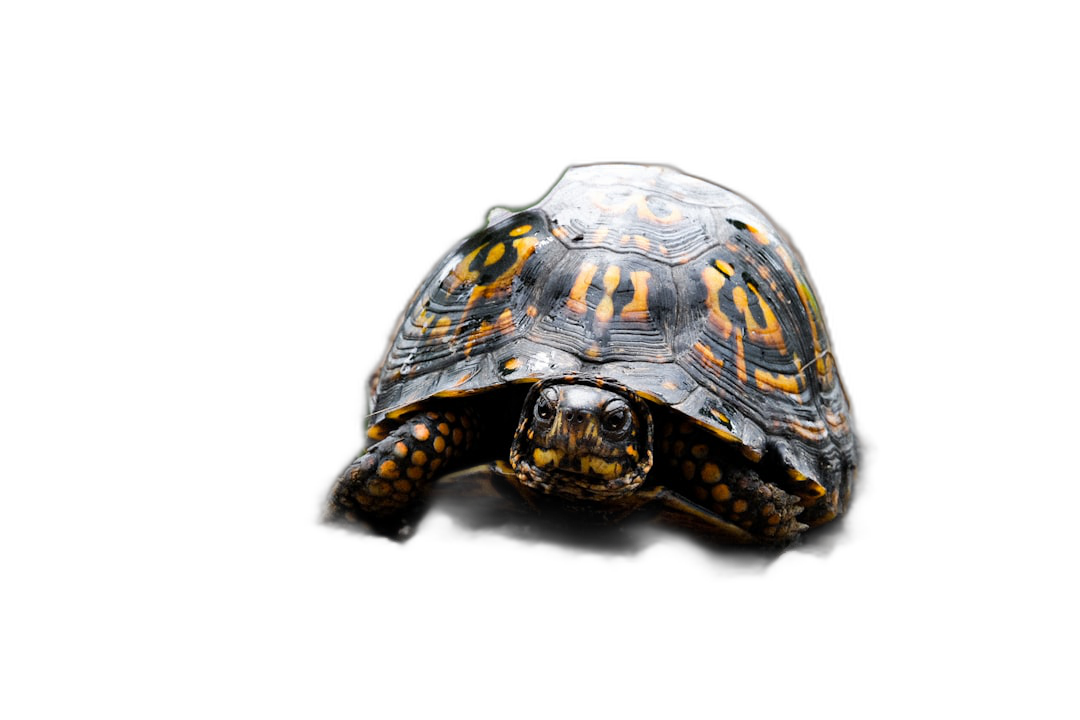 Turtle on black background, isolated photography of an American box turtle, professional color grading, soft shadows, no contrast, clean sharp focus digital photography  Transparent Background