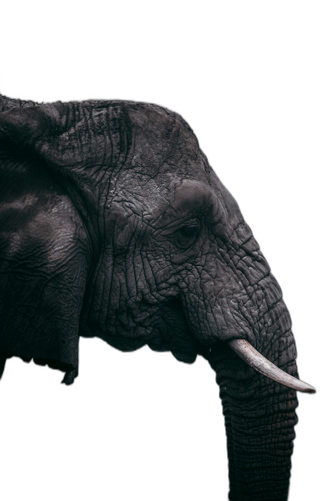 Close up of an elephant, isolated on a black background, portrait photography, in the style of Hasselblad X2D  Transparent Background