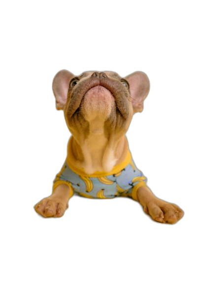 A cute French bulldog puppy wearing yellow and blue pajamas, doing the rock pose against a black background in a style of high definition photography.  Transparent Background