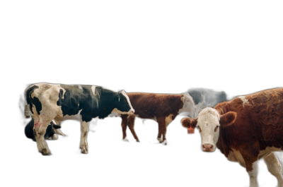 Cows in different colors on black background, minimalism, photography, hyper realistic, super resolution, 8 k  Transparent Background