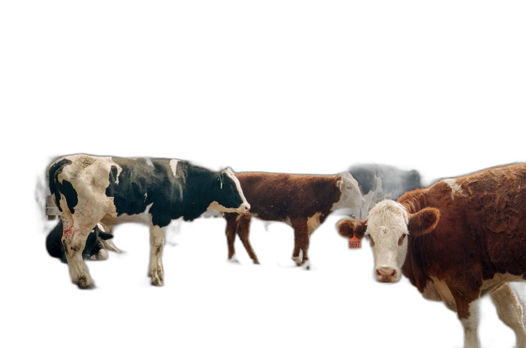 Cows in different colors on black background, minimalism, photography, hyper realistic, super resolution, 8 k  Transparent Background