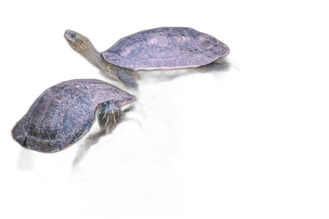 Turtle, two turtles floating on black background, high angle view, studio shot, professional photography, natural lighting, perfect composition  Transparent Background